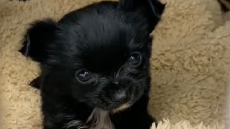 The Tale of Gizmo: A Chihuahua's Journey from Abandonment to Adventure