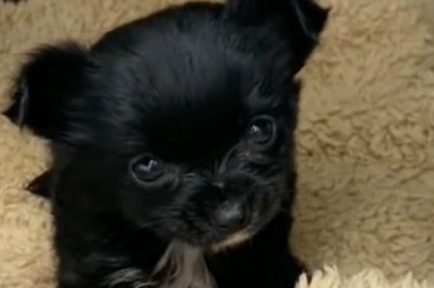 The Tale of Gizmo: A Chihuahua's Journey from Abandonment to Adventure