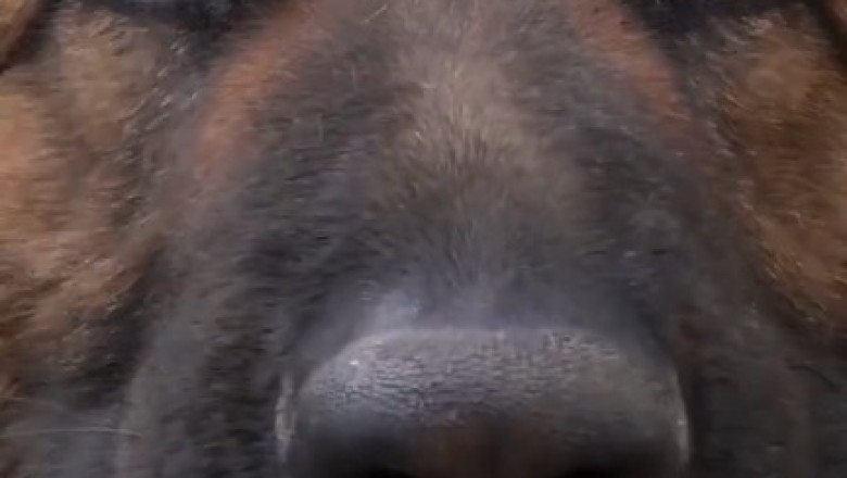 Woof Whispers: The Hilarious Adventures of a Quiet Shepherd Dog!