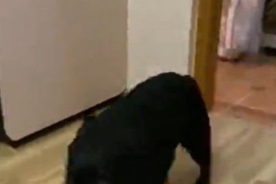 Zoom Zoom Woof-Woof: Speed Demon Doggo Breaks the Sound Barrier!