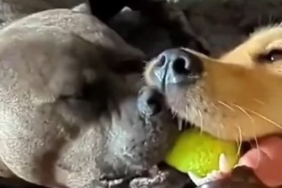 Bark-Off Battle: Hilarious Chaos Ensues as Two Dogs Take on a Tennis Ball!