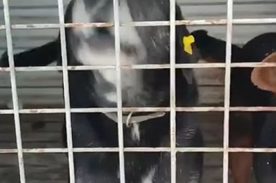 Canine Comedy Showdown: Hilarious Hijinks Unfold with Two Dogs in a Cage!
