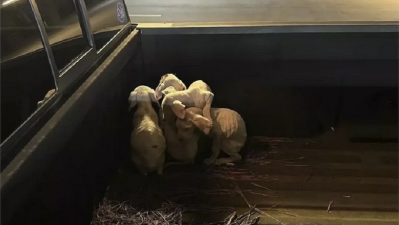 Heartwarming Rescue: Four Puppies Sneak into Stranger's Car, Touch Hearts