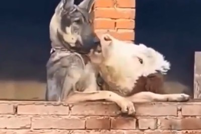 Hilarious Cow vs. Shepherd Dog Showdown: Who Will Win?