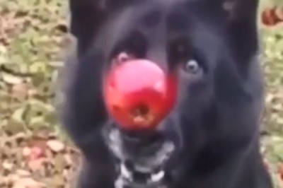 Paws and Pup: The Epic Showdown Between a Dog and an Apple!