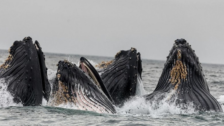 The Melodic Mystique of Baleen Whales: Unlocking the Secrets of Underwater Songs