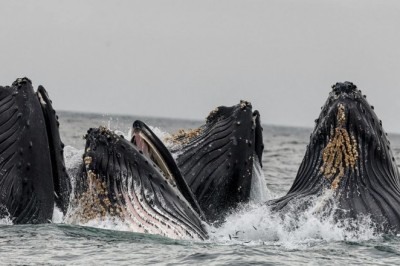 The Melodic Mystique of Baleen Whales: Unlocking the Secrets of Underwater Songs
