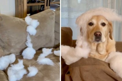 Watch in Amusement as This Dog Turns Home Alone Time Into a Total Destruction Party!