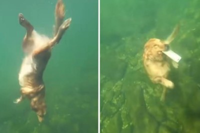 Watch This Golden Retriever Dive Like a Pro: Internet Goes Wild!