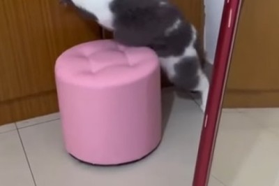 Closet Cat Capers: Feline Master of Hide-and-Seek!