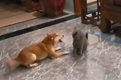 Fur Flying Frenzy: The Epic Showdown Between Cat and Dog!