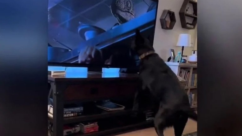 Unleashing Heroism: The Dog Who Saved the Day in Jurassic Park