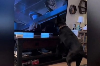 Unleashing Heroism: The Dog Who Saved the Day in Jurassic Park