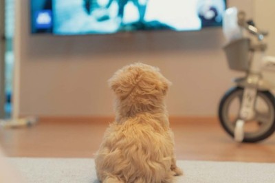 Canine TV Revelations Unleashed: What Dogs Love to Watch Will Surprise You!