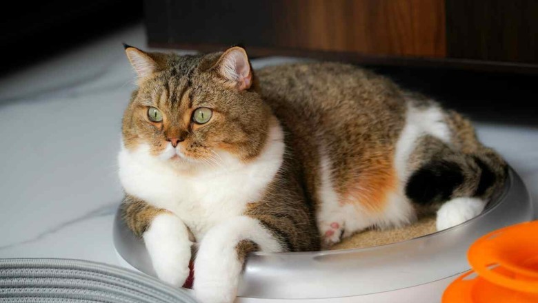 Cat Care Alert: 12 Risky Foods to Keep Away from Your Feline Friend