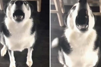 Hilarious Debate: Siberian Husky's Epic Argument Goes Viral, Winning Hearts Everywhere