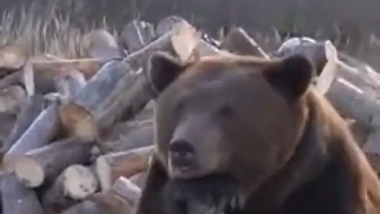 Hilarious Encounter: Bear Anticipates Woodcutter, You Won't Believe What Happens Next!