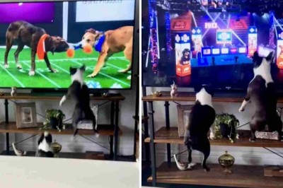Pawsitively Adorable: Viral Video of Puppies Ecstatic Over TV Dog Show Wins Hearts Worldwide