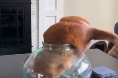 Purr-fectly Peculiar: Cat's Curiosity Leads to Hilarious Bowl Encounter!
