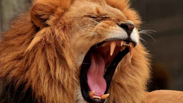 Shocking Lion Attack at Nigerian Zoo: Keeper Maulled While Feeding - What Went Wrong?