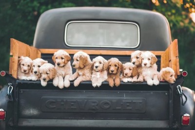 The Unbelievable Tale of Dogs Stealing a Car in Belarus: A Pawsitively Intriguing Story!