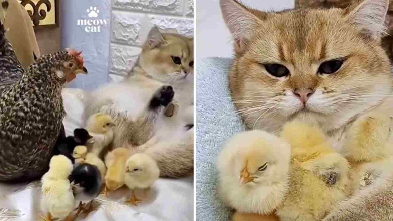 Unlikely Duo: Heartwarming Video of Cat and Hen vying for Motherhood over Adorable Chicks Goes Viral