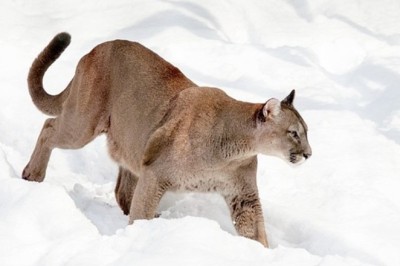 Unveiling the Winter Wonderland: Witness the Fearless Puma's Frozen Adventure!
