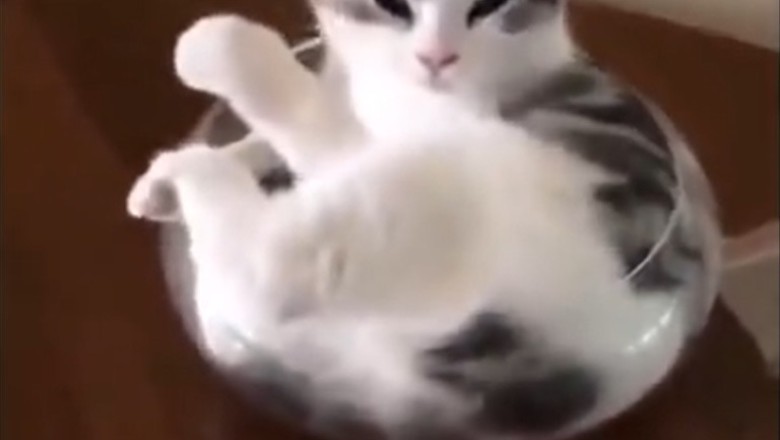 Cat Nap Zone Alert 🐱😴: Feline Falls Asleep in the Purrfect Spot! Watch the Hilarious Plate-Snuggler Taking the Internet by Storm