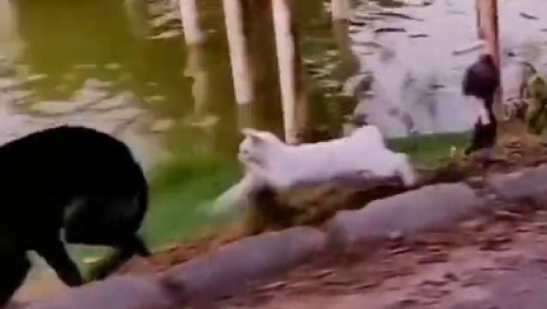 Feline Fury Unleashed: Cat Turns Into Ninja Warrior Against Unassuming Dog!