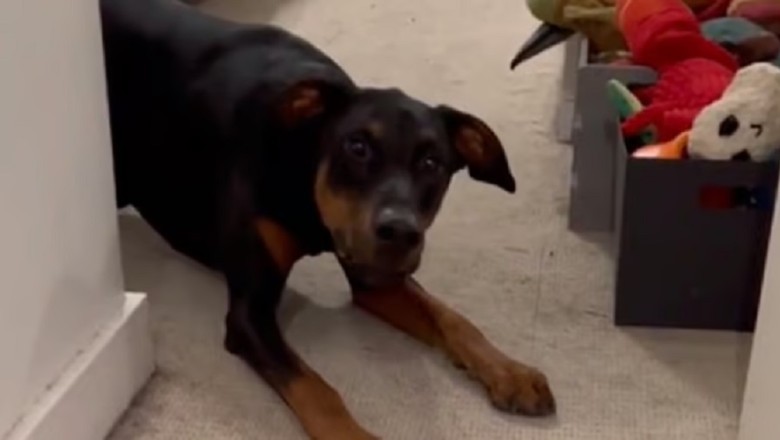 Laugh Out Loud with Cowboy the Doberman: Unveiling the Hilarious Fears of a Not-So-Fearless Pooch!