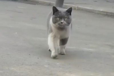 Meowtastic Marvel: Meet the Street-Smart Cat Who Rules the Pavement as a Feline Engineer Extraordinaire!