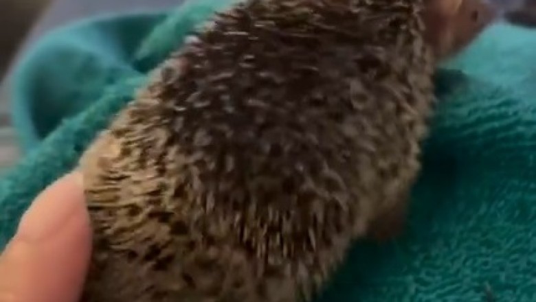 Move Over, Dancing Stars: This Hedgehog's Got the Moves! Watch the Cutest Dance Craze Sweeping the Internet