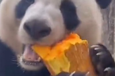 Panda's Feast: When Snacking Becomes a Hilarious Obsession!