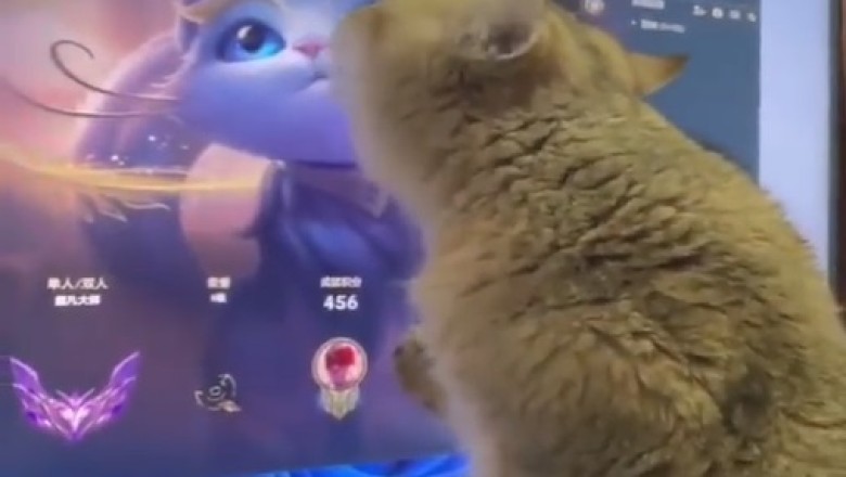 Paws For a Cartoon Break 📺🐱😹: Hilarious Cat Can't Get Enough of Animated Fun! Watch as Whiskered Critter Gets Caught in a Loop of Laughs