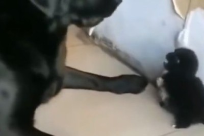 Pawsitively Hilarious: Watch This Big Dog Give Hilarious Training Lessons to His Small Doggo Pal!