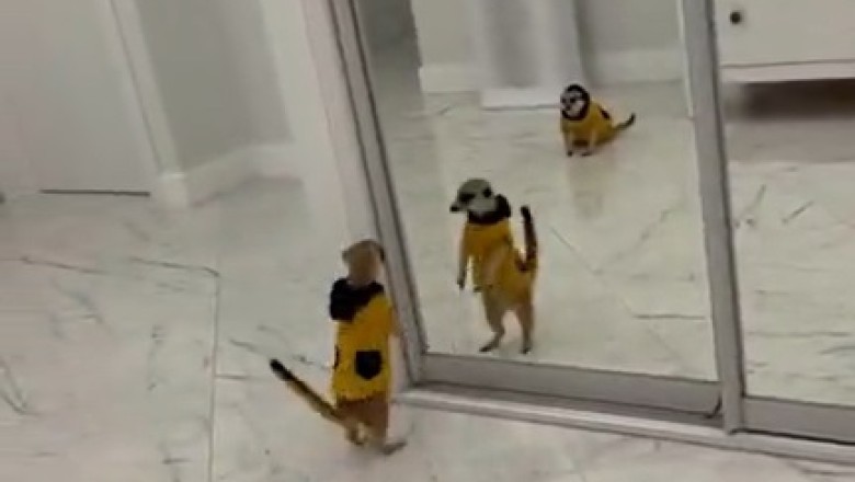 PET-iculous Antics: When Pets Take 'Hilarious' to a Whole New Level!