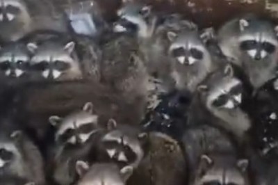 Raccoon Rave Party: Hilarious Video of a Raccoon Crew Getting Down Inside a Container!