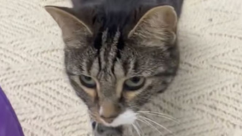 Red: The Cat with a Heart of Gold - A Tale of Resilience and Hope