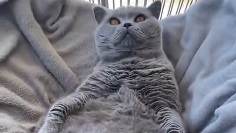 Regal Cat Takes Throne on Louis 19 Chair - Pure Feline Elegance!