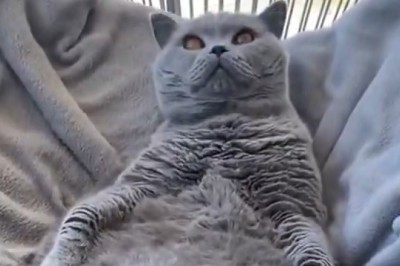 Regal Cat Takes Throne on Louis 19 Chair - Pure Feline Elegance!