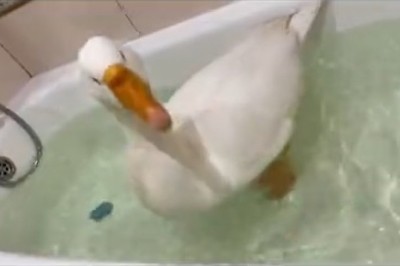 Sassy Spa Time: Goose Turns Bathing into a Hilarious Dance Party!