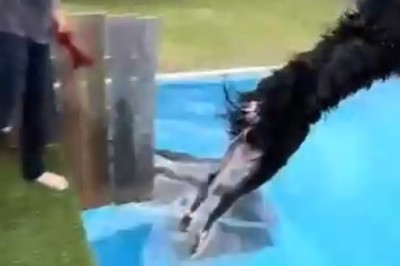 Supernatural Pooch Alert: Watch in Awe as Fearless Fido Defies Gravity with a Seven-Metre Leap!