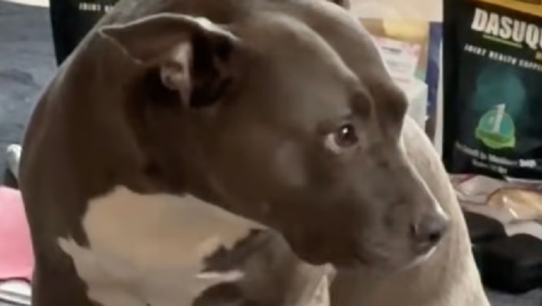 The Heartfelt Farewell: A Dog's Poignant Goodbye Goes Viral on TikTok