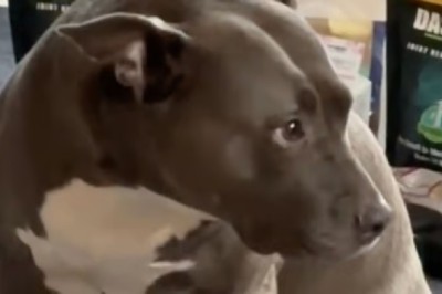 The Heartfelt Farewell: A Dog's Poignant Goodbye Goes Viral on TikTok