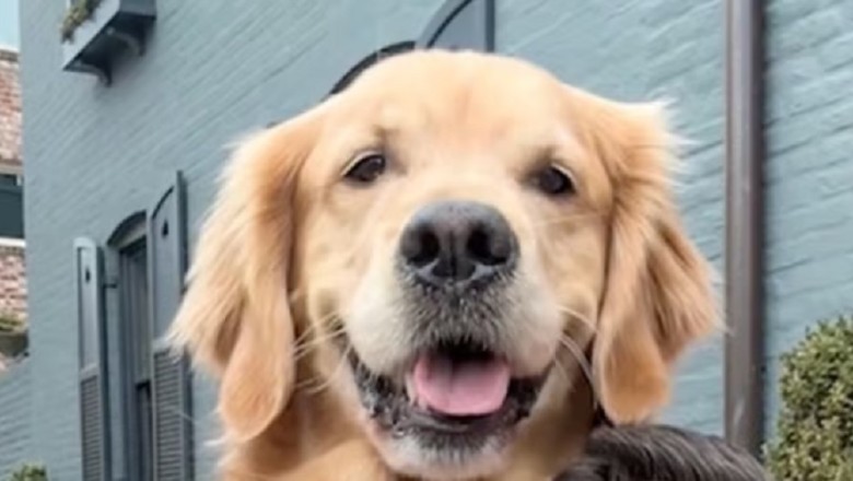 The Heartwarming Journey of Kevin and His Golden Retrievers: A TikTok Tale of Love and Friendship