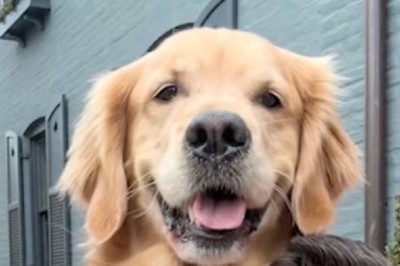 The Heartwarming Journey of Kevin and His Golden Retrievers: A TikTok Tale of Love and Friendship
