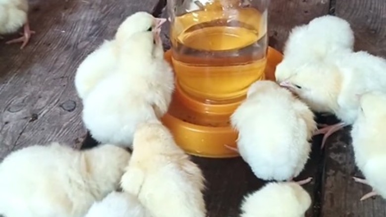 Thirsty Peepers! 🐥💦🤣 Watch Adorable Chicks Cause Hilarity Over Hydration - You Won't Believe Their Clucky Quest for Water!