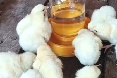 Thirsty Peepers! 🐥💦🤣 Watch Adorable Chicks Cause Hilarity Over Hydration - You Won't Believe Their Clucky Quest for Water!