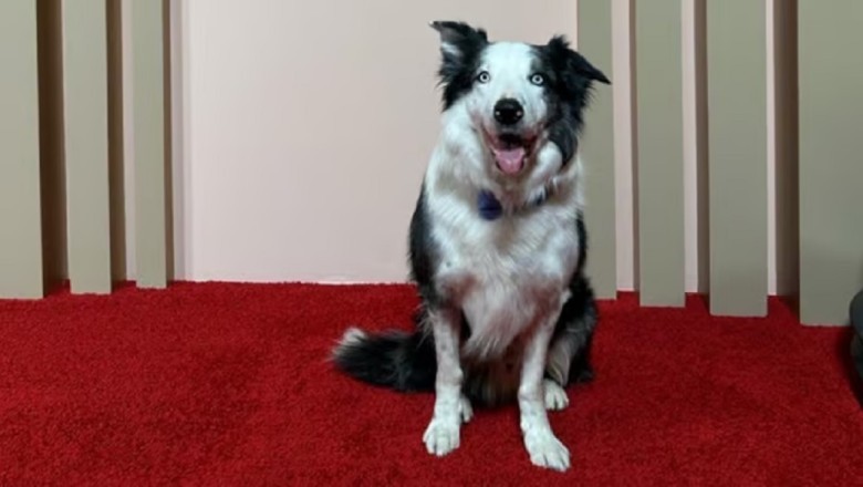 Unstoppable Rise of Messi: Border Collie Sensation Takes Hollywood by Storm