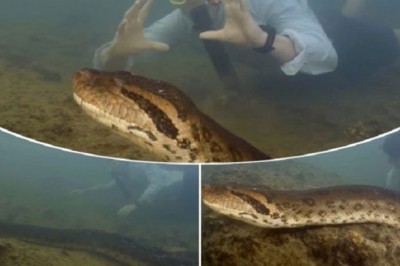 Unveiling the Colossal: World's Largest Snake Discovered in Amazon Rainforest